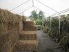 haycornstalks1