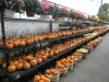 holiday-fall50