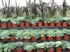 kale