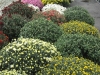large-mums