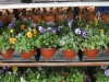 pansies