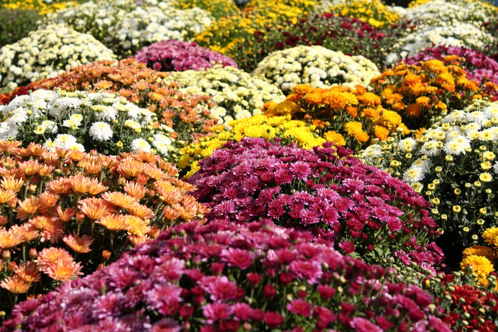 Rows of colorful fall mums in pink, orange, yellow and white