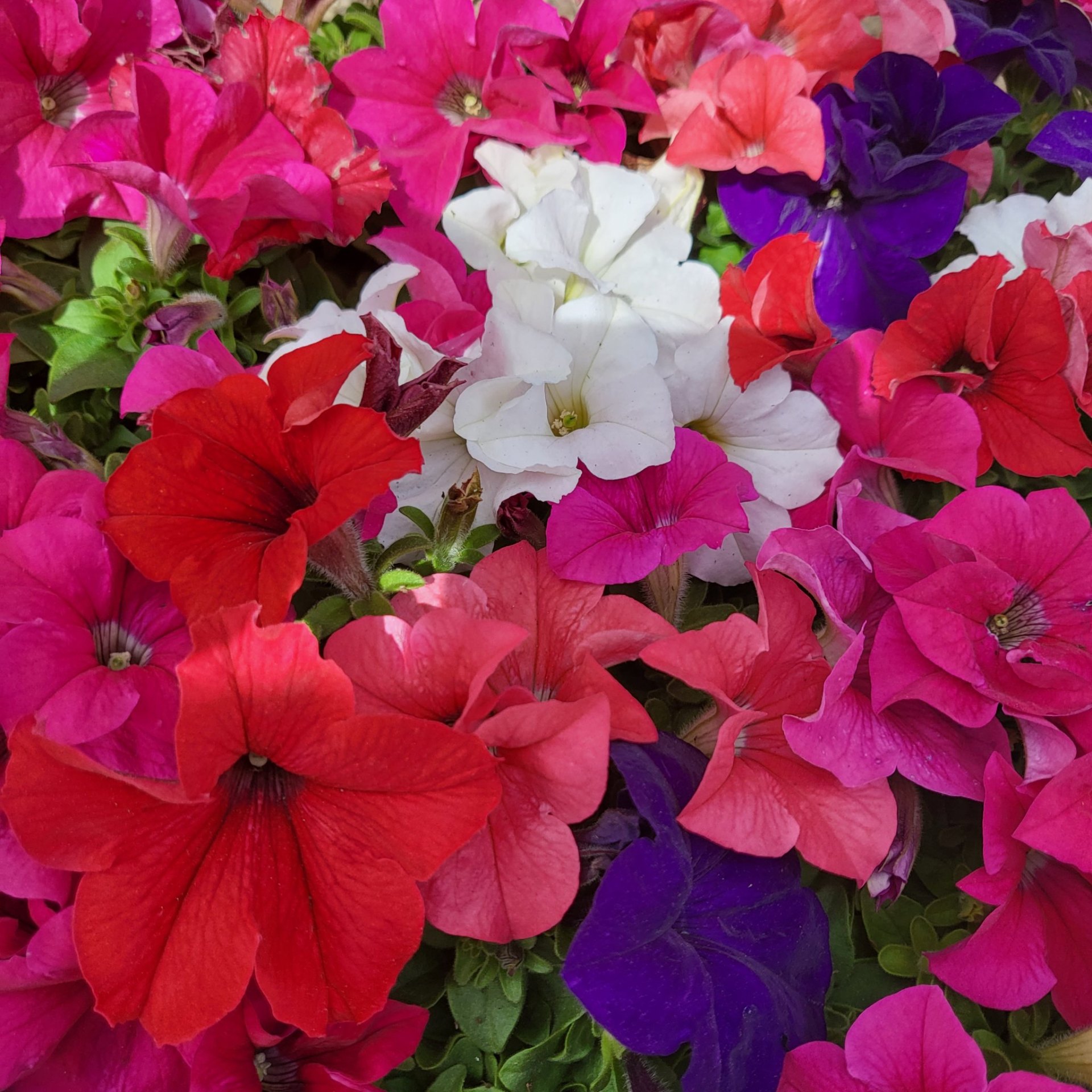 Annuals & Perennials