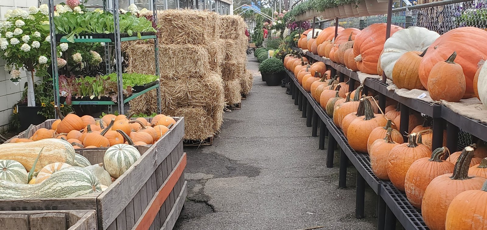 Pumpkins, gourds, straw bales and fall plants lining the aisle at Westminster Nursery